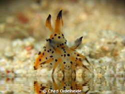 Nudibranch at the Watering Hole. by Chad Ordelheide 